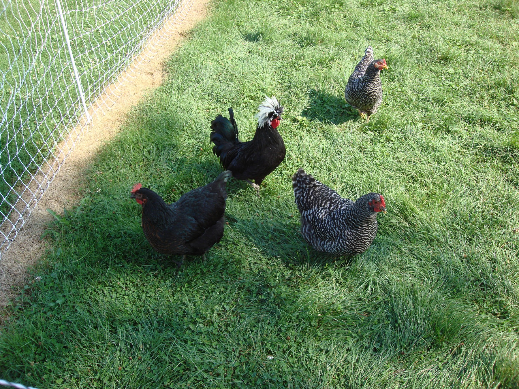 Chickens walking in the grass beside a fence.