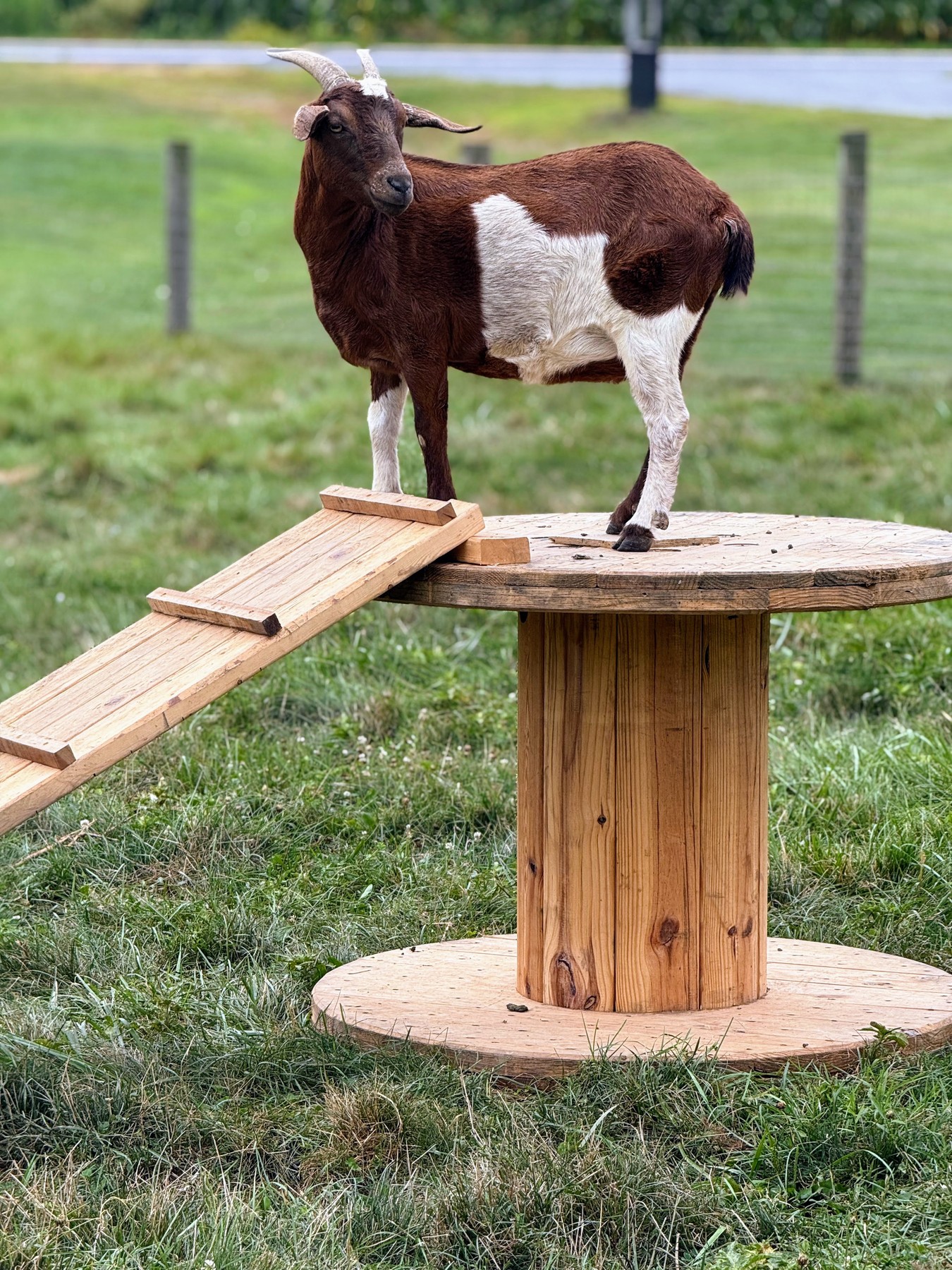 A brown and white goat standing on a wooden reel in the grass.