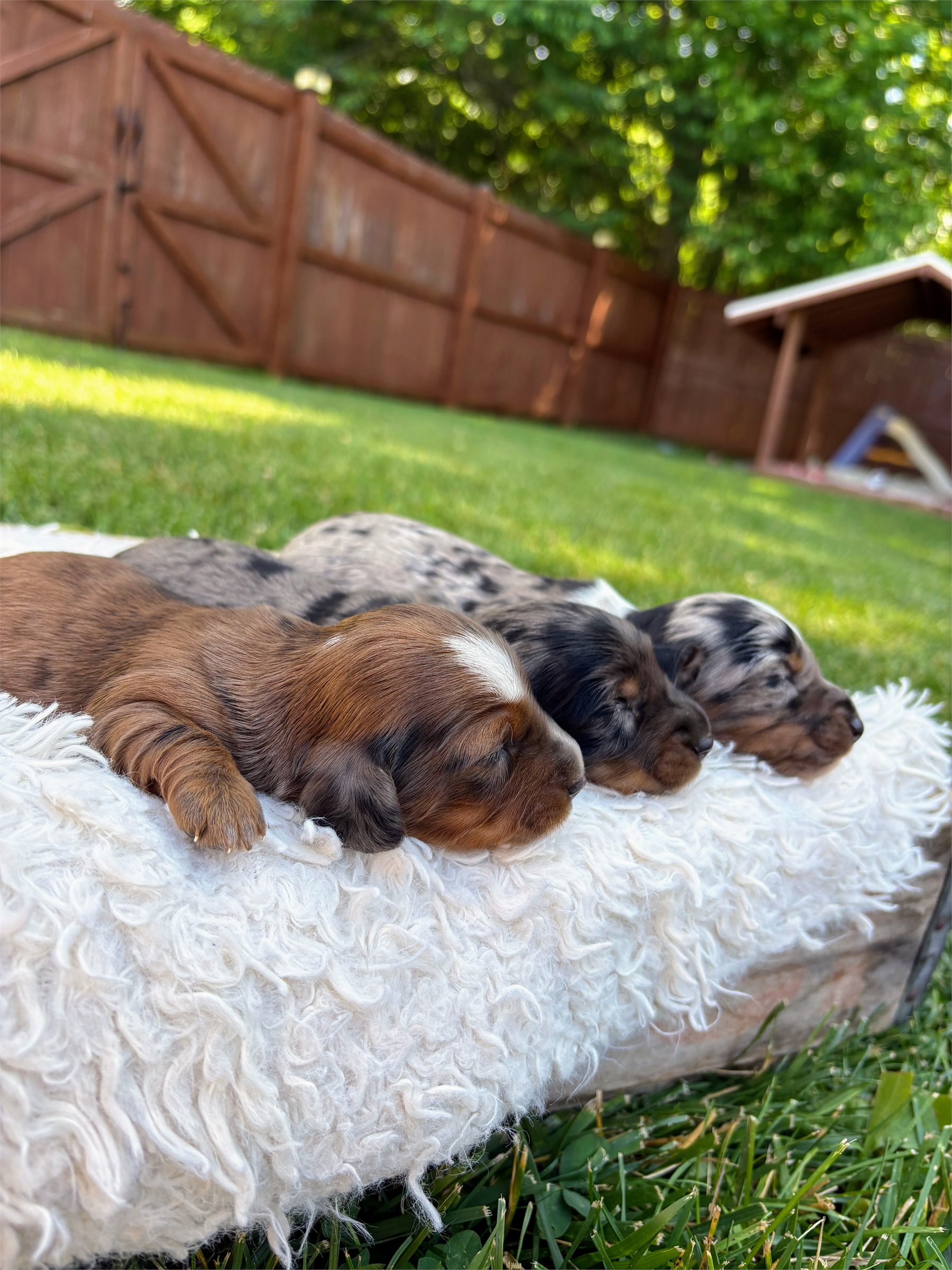 A group of miniature dachshund puppies resting together outside on a soft blanket.