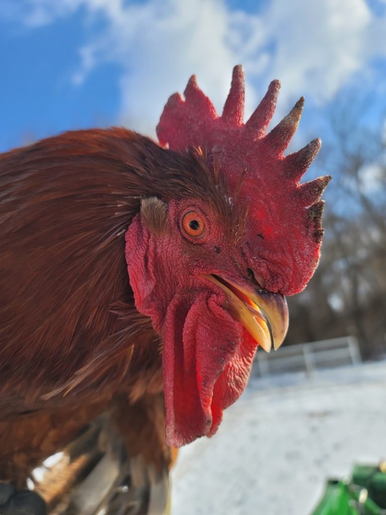 A rooster standing outside on a snowy farm day.